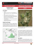Cutleaf Teasel Dipsacus laciniatus
